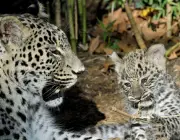 Filhote de Leopardo Persa 6