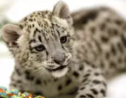 Filhote de Leopardo 1