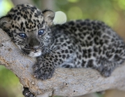 Filhote de Leopardo 2