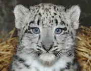Filhote de Leopardo 4