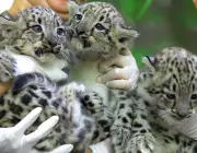 Filhote de Leopardo 6