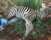 Filhote de Zebra 1