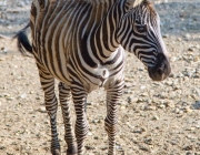 Filhote de Zebra 2