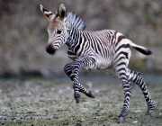 Filhote de Zebra 3