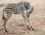 Filhote de Zebra 4