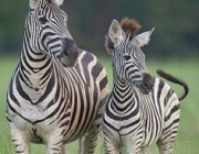 Filhote de Zebra 5