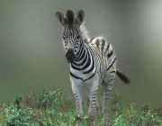 Filhote de Zebra 6