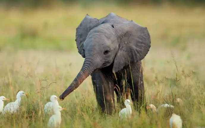 Filhotes de Elefante 4