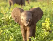 Filhotes de Elefante 2