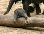 Filhotes de Elefante 3