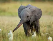 Filhotes de Elefante 4