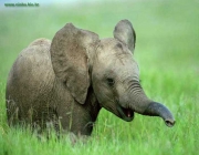 Filhotes de Elefante 5