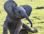 Filhotes de Elefante 6