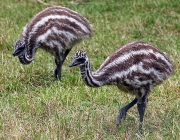 Filhotes de Emu 5
