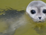 Filhotes de Foca Harpa 1