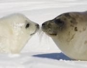 Filhotes de Foca Harpa 5