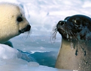 Filhotes de Foca Harpa 6