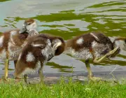 Filhotes de ganso na beira da lagoa