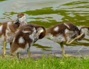 Filhotes de ganso na beira da lagoa