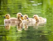 Filhotes de ganso na lagoa