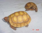 Filhotes de Jabuti Híbrido 2