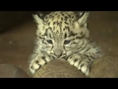 Filhotes de Leopardo 1