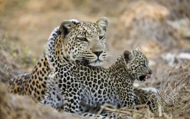 Filhotes de Leopardo 2