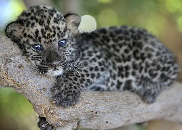 Filhotes de Leopardo 3