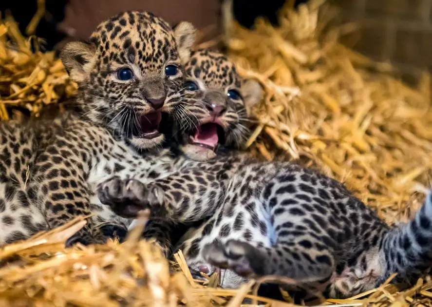 Two female Sri Lankan leopard cubs, born on July 1, 2014, lay in their cage in the zoo of Maubeuge, northern France, on July 29, 2014. The Sri Lankan leopard is a threatened species, with an estimated 700 living in the wild and 65 in captivity. AFP PHOTO / PHILIPPE HUGUEN