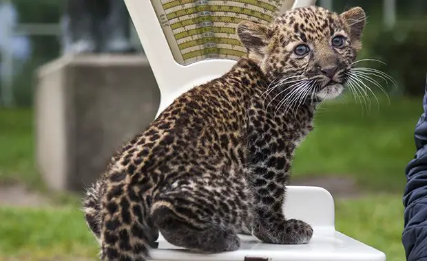 An eight-week old leopard cub weighs in at 2800 grams as it is unveiled to media and public at the Tierpark zoo in Berlin on August 22, 2014. The Java-leopard was born in the zoo on June 17th to mother Shinta. The cub has yet to be named. AFP PHOTO / ODD ANDERSEN