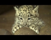 Filhotes de Leopardo 1