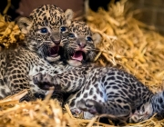 Two female Sri Lankan leopard cubs, born on July 1, 2014, lay in their cage in the zoo of Maubeuge, northern France, on July 29, 2014. The Sri Lankan leopard is a threatened species, with an estimated 700 living in the wild and 65 in captivity. AFP PHOTO / PHILIPPE HUGUEN