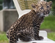 An eight-week old leopard cub weighs in at 2800 grams as it is unveiled to media and public at the Tierpark zoo in Berlin on August 22, 2014. The Java-leopard was born in the zoo on June 17th to mother Shinta. The cub has yet to be named. AFP PHOTO / ODD ANDERSEN