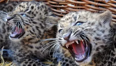Filhotes de Leopardos-do-Norte-da-China 1