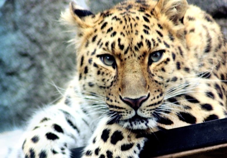 Filhotes de Leopardos-do-Norte-da-China 2