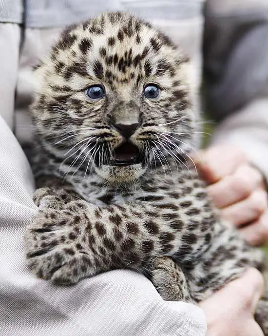 Filhotes de Leopardos-do-Norte-da-China 3