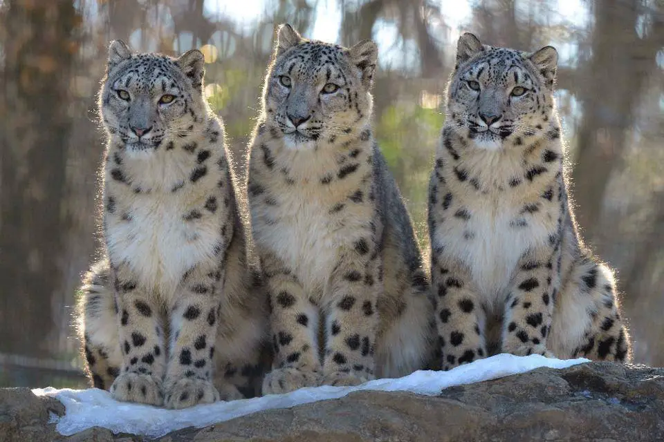 Filhotes de Leopardos-do-Norte-da-China 4