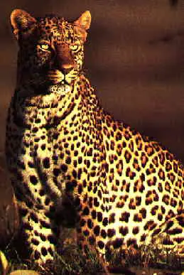 Filhotes de Leopardos-do-Norte-da-China 6