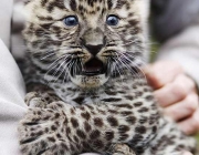 Filhotes de Leopardos-do-Norte-da-China 3