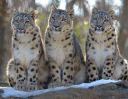 Filhotes de Leopardos-do-Norte-da-China 4