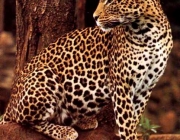 Filhotes de Leopardos-do-Norte-da-China 5