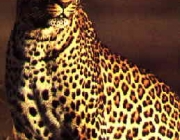 Filhotes de Leopardos-do-Norte-da-China 6
