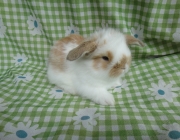 Filhotes de Mini Fuzzy Lop 1