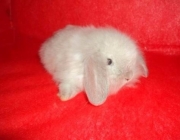 Filhotes de Mini Fuzzy Lop 2