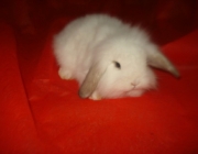 Filhotes de Mini Fuzzy Lop 3