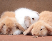 Filhotes de Mini Fuzzy Lop 4