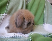 Filhotes de Mini Fuzzy Lop 5