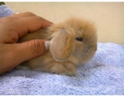 Filhotes de Mini Fuzzy Lop 6