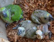 Filhotes de Papagaio de Porto Rico 1