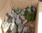 Filhotes de Papagaio 5